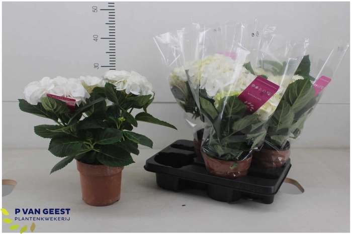 <h4>HYDR M HI ICE</h4>