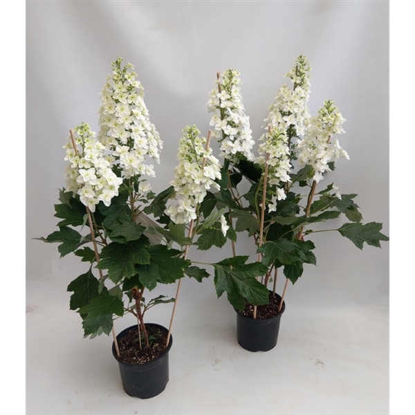<h4>Hydrangea Hovaria Quercifolia 3 tros</h4>