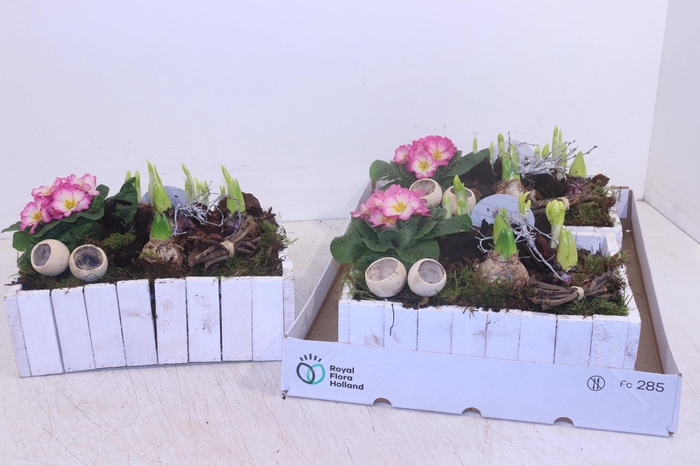 <h4>ARR TUINPLANTEN</h4>