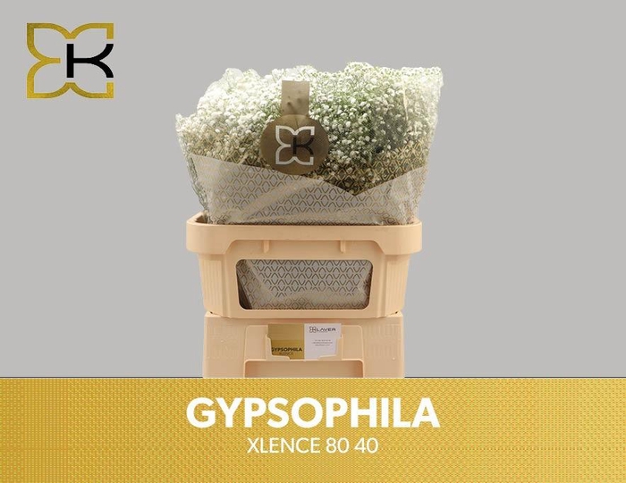 <h4>GYPS PA XLENCE</h4>