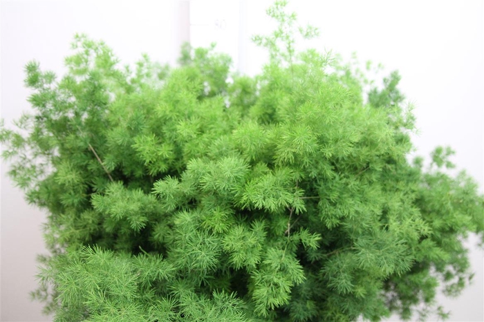 <h4>Asp Umbellatus</h4>