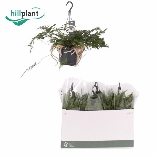 <h4>HUMATA GRIF TYERMAN</h4>