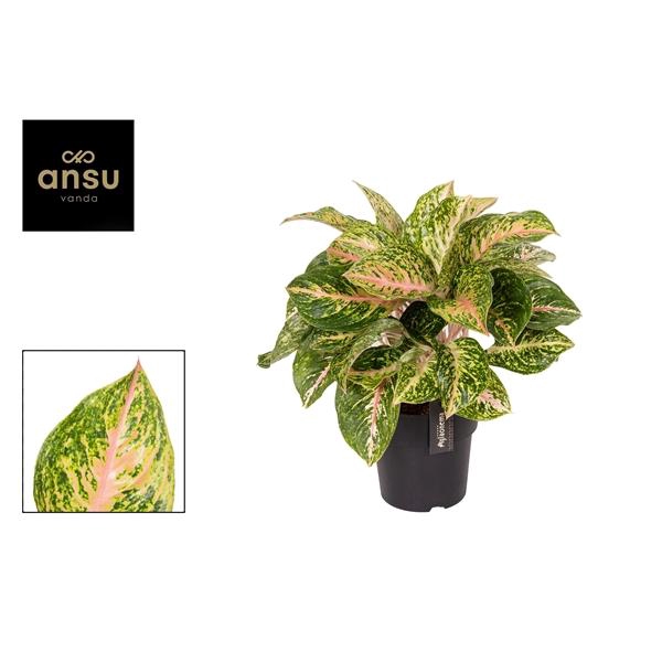 <h4>Aglaonema Forest Pink</h4>
