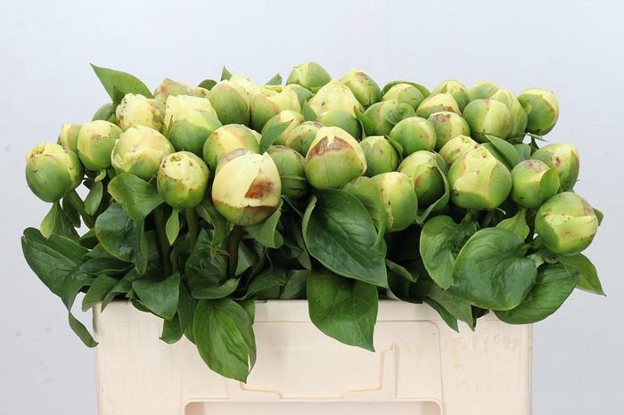 Paeonia Lemon Chiffon