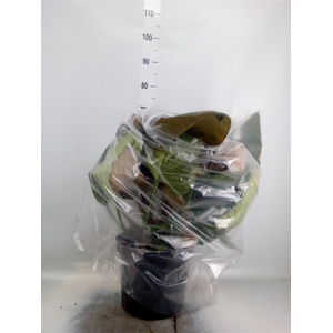 Philodendron   ...