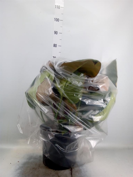 <h4>Philodendron ...</h4>