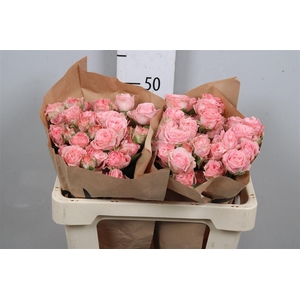 R Tr Madam Bombastic