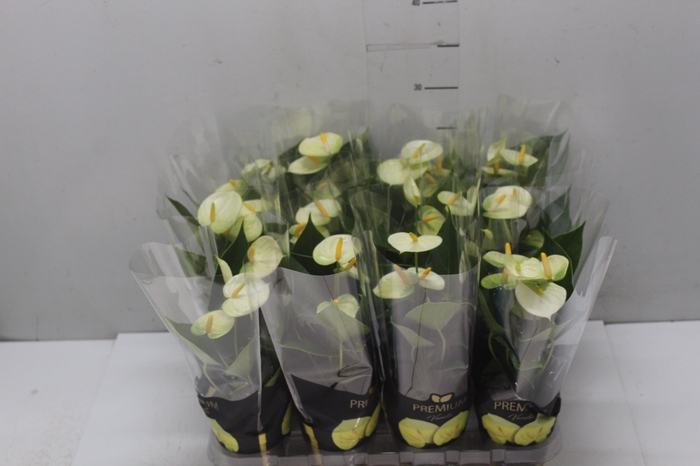 <h4>ANTHURIUM VANILLA P09 PREMIUM</h4>