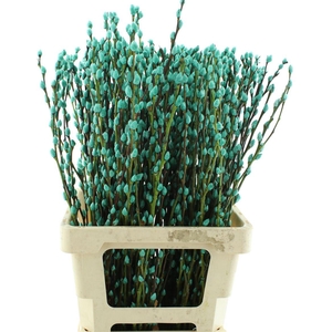 Salix Snow Flake Klb Turqoise