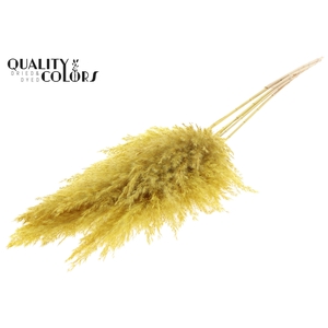 Pampas Grass 100cm 5st/bunch Bleached Yellow