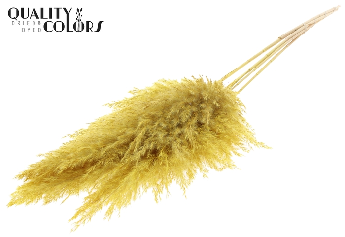 <h4>Pampas Grass 100cm 5st/bunch Bleached Yellow</h4>