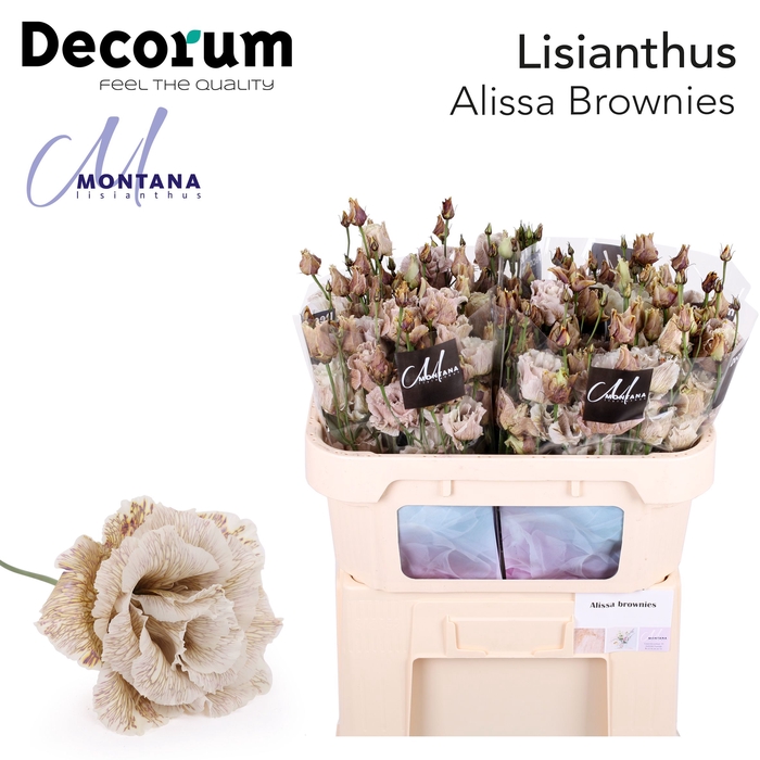 Lisianthus Alissa Brownies