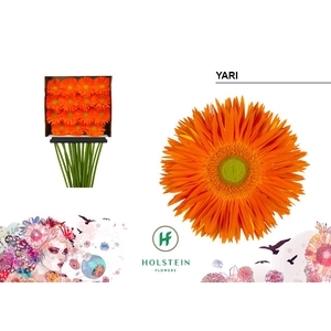 Gerbera Spider Yari Diamond per kaart
