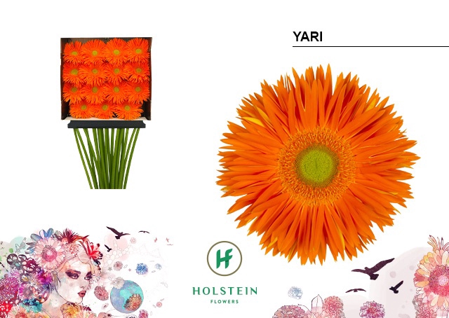 <h4>Gerbera Spider Yari Diamond per kaart</h4>