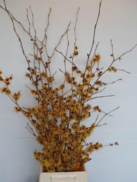 <h4>HAMA MOLLIS</h4>