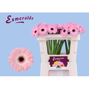 GERBERA MI 'DIXON'