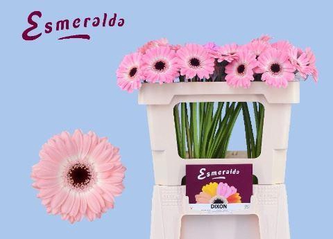 <h4>GERBERA MI 'DIXON'</h4>