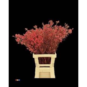 Waxflower Red