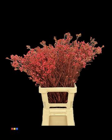 Waxflower Red