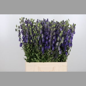 Aconitum Napellus