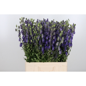 Aconitum Napellus