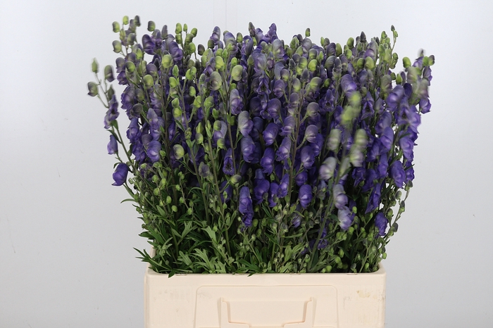 <h4>Aconitum Napellus</h4>