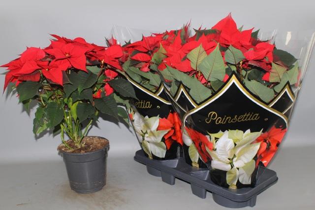 <h4>EUPHOR P CHR F RED</h4>