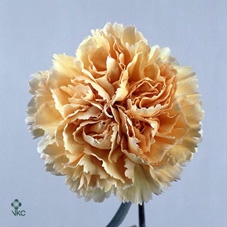 <h4>Di. St Gold Box</h4>