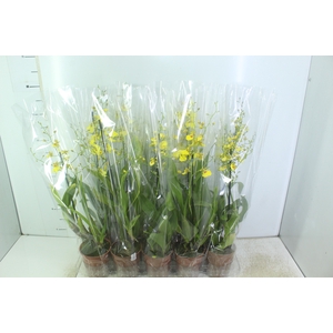 ONCIDIUM ALOHA P12