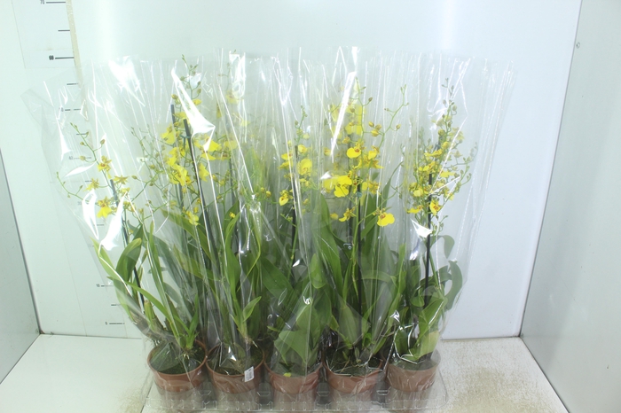 <h4>ONCIDIUM ALOHA P12</h4>