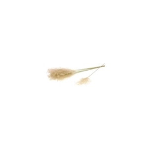 Fluffy reed grass natural