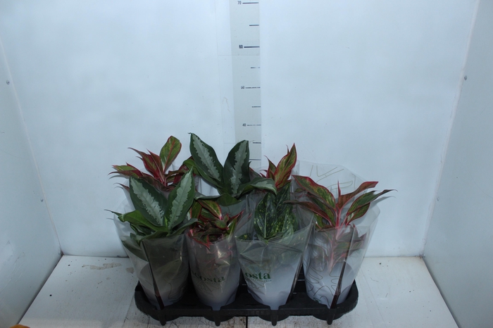 <h4>AGLAONEMA VARIADA P12</h4>