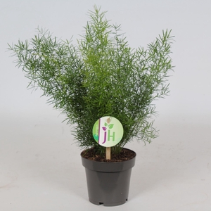 Asparagus Sprengeri
