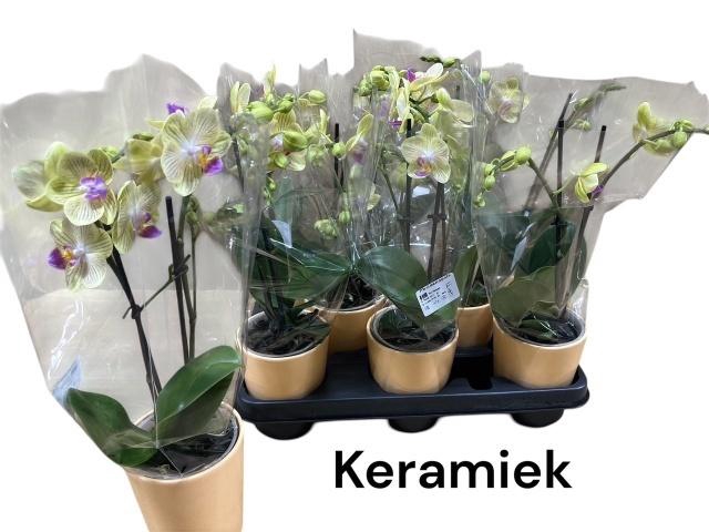 <h4>ARR PHAL MT</h4>