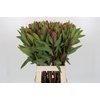 Protea Robijn