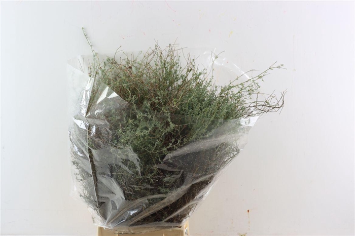 <h4>Thym Falso 250gr P Bunch</h4>