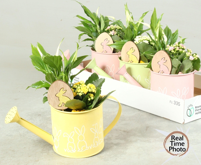 <h4>ARR KAMERPL</h4>