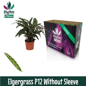 Calathea 12cm Elgergrass Rhythm of Nature zonder hoes