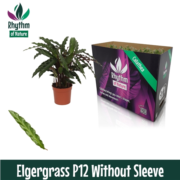 <h4>Calathea 12cm Elgergrass Rhythm of Nature zonder hoes</h4>