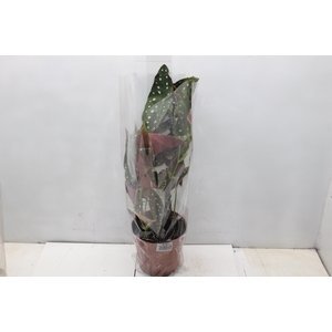 BEGONIA MACULATA P17 PO