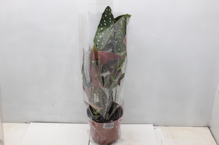 <h4>BEGONIA MACULATA P17 PO</h4>