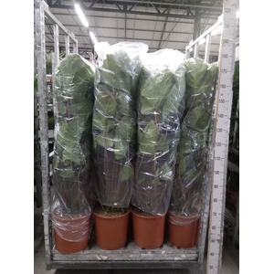 Homalomena rubescens 'Maggy'