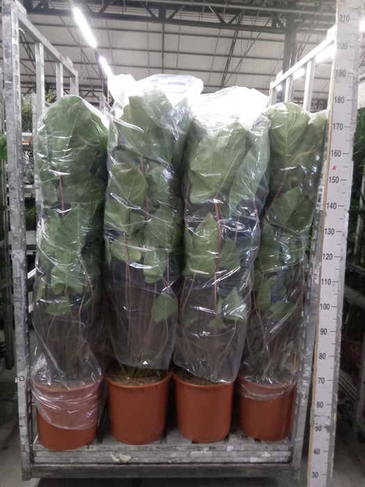 <h4>Homalomena rubescens 'Maggy'</h4>