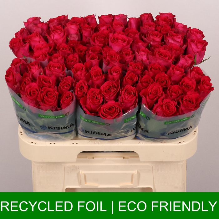 <h4>R GR MADAM CERISE</h4>