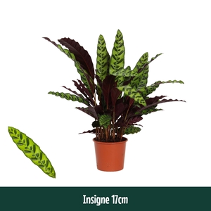 Calathea 17cm Insigne (Lancifolia) - Living