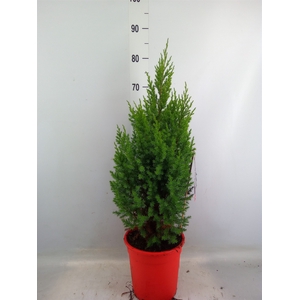 Juniperus chinensis 'Stricta'