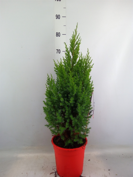 <h4>Juniperus chinensis 'Stricta'</h4>