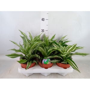 Dracaena frag. 'Jade Jewel'