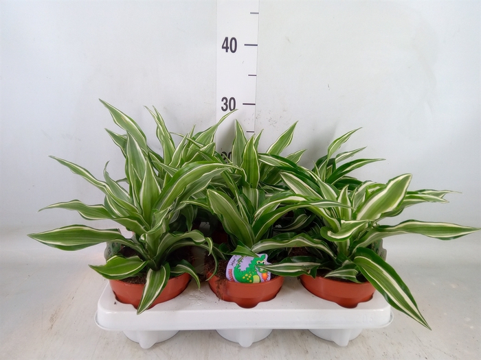 <h4>Dracaena frag. 'Jade Jewel'</h4>