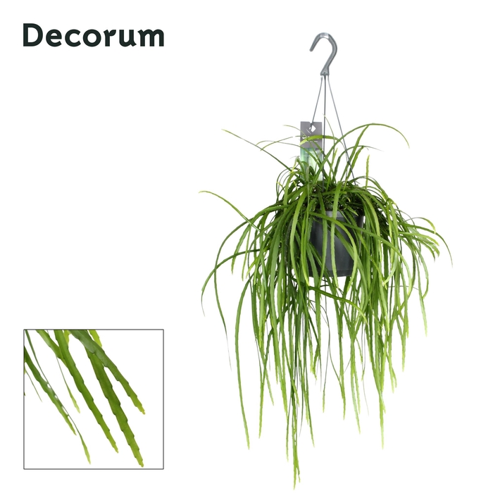 <h4>Lepismium bolivianum</h4>